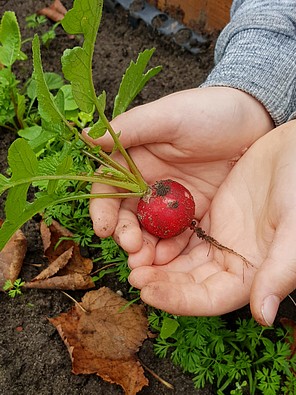 Grundschulkind hält ein Radieschen in den Händen Grundschulkind hält ein Radieschen in den Händen